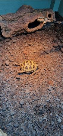 Image 4 of Horsefield tortoise, very cute with bat sign on back