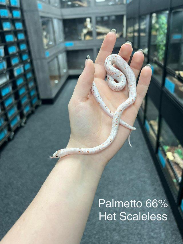 Preview of the first image of Full Cornsnake Stock List Oct 2023.