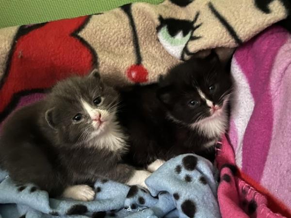 Image 6 of Beautiful Ragdoll cross kittens for sale.