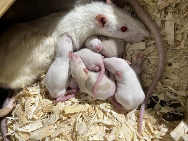 Image 4 of Rodents rats ASF mice hamsters