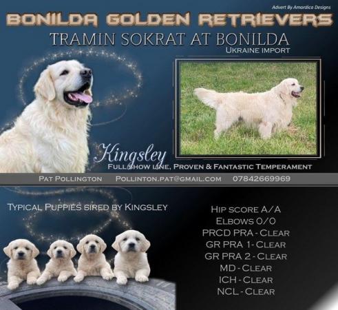 Image 13 of Golden Clumber Puppies - Waiting List Open
