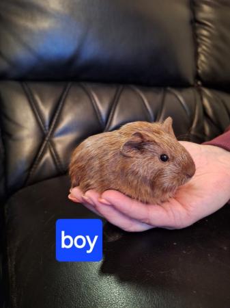 Image 12 of Baby guinea pigs for sale