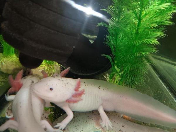 Image 4 of Male white albino axolotl for sale 2 years old
