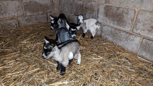 Image 3 of Beautiful pedigree pygmy goats for sale .