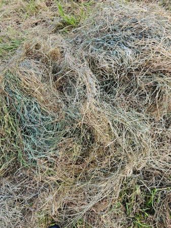 Image 5 of Hay small bales great for chicken bedding, gardening or venu