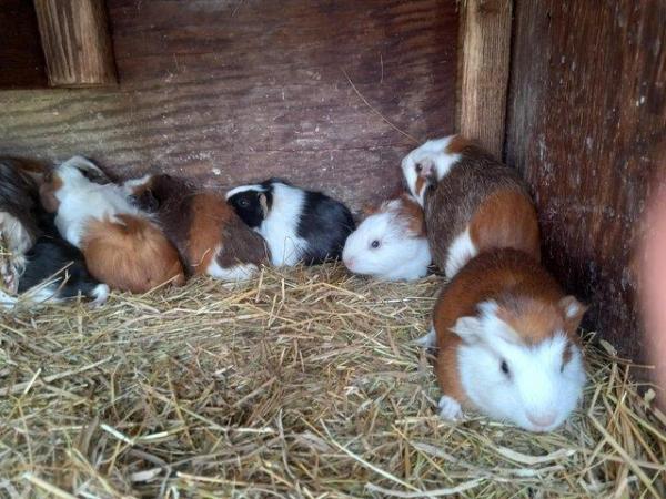 Image 6 of Baby guinea pigs forsale,short haired,Rex and rosette