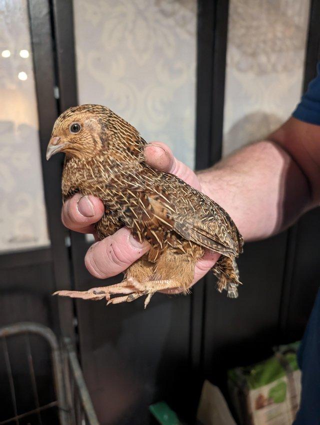 Preview of the first image of Male coturnix quail. Free to a good home.