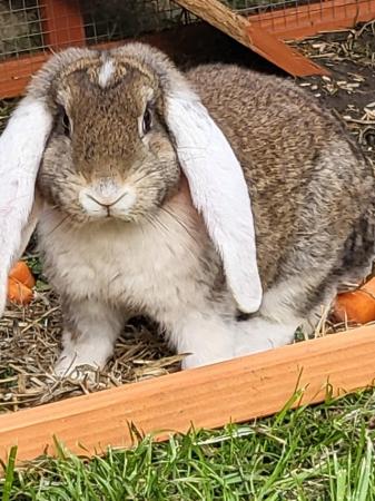 Image 1 of Giant full pedigree French lop baby rabbits
