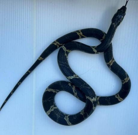 Image 2 of Russian rat snake very nice snake