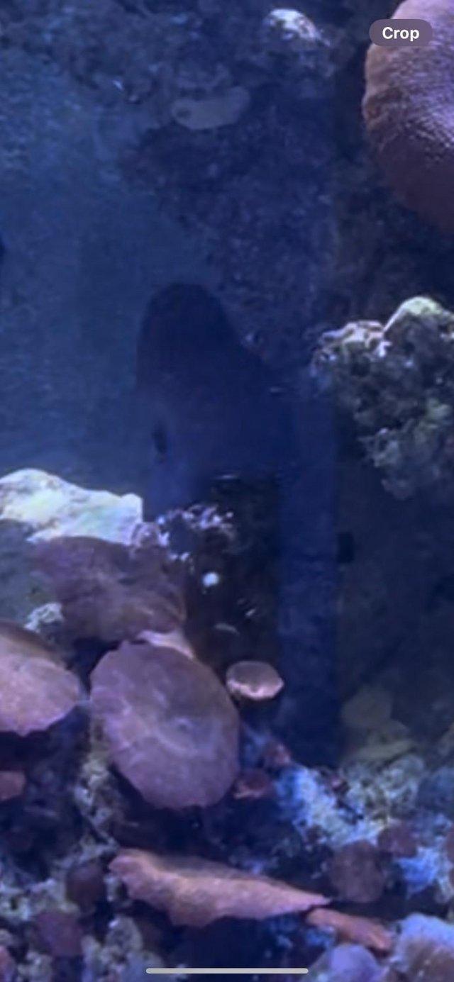 Preview of the first image of Brown Tang Scopas Tang Marine Fish Reef Safe.