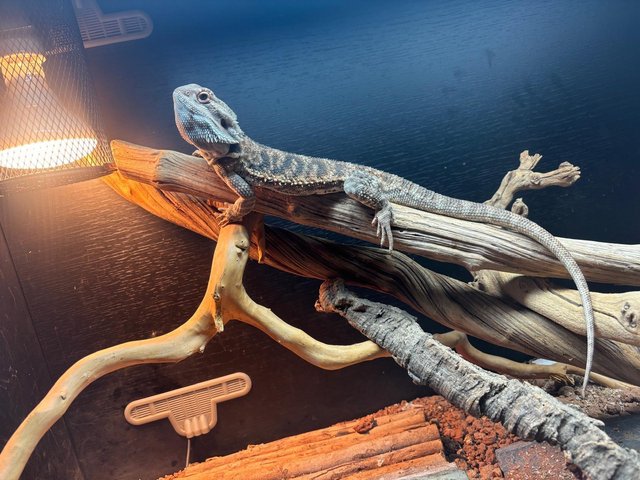 Beautiful Male Bearded Dragon – 12 Months Old – Looking for — Pets & Animals in Witham