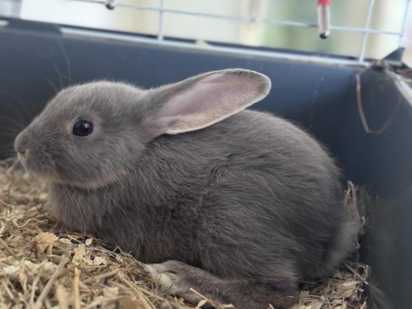Image 2 of Beautiful mini Rex x mini lop baby bunnies (plush carriers)