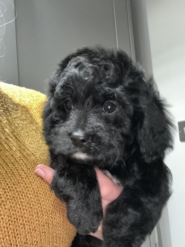 Preview of the first image of Black & White Beautiful Cavapoo Girl.