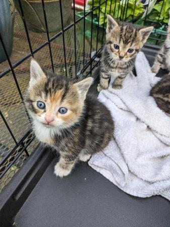 Image 6 of Litter of five  tortie tabby kittens