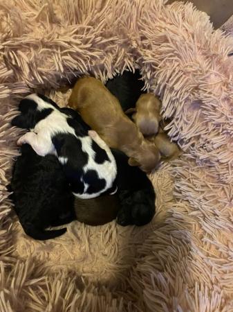 Image 4 of Cockapoo Puppies Available 3rd July