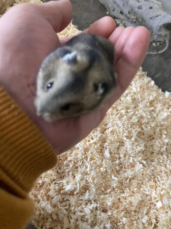 Image 1 of Baby dwarf Russian hamsters