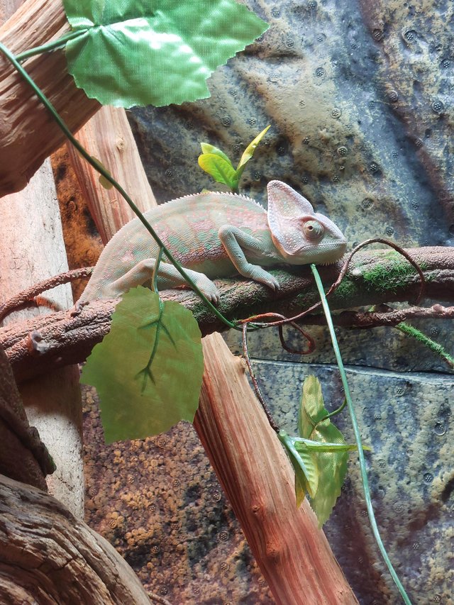 Preview of the first image of 7 month old male veiled chameleon.