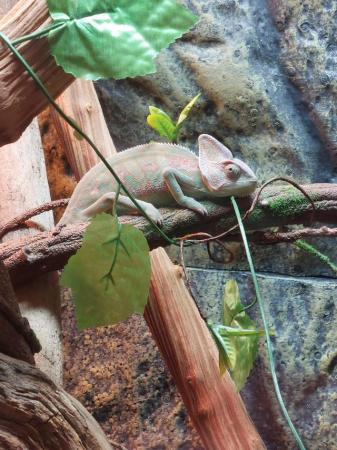 Image 1 of 6 month old male veiled chameleon