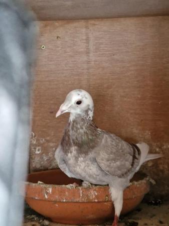 Image 2 of Raceing pigeons for sale