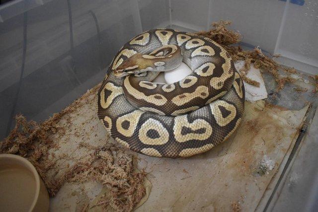 Image 4 of Adult Royal Pythons - For Sale