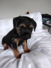 Image 4 of Border Terrier Pups, 1 female and 2 males.