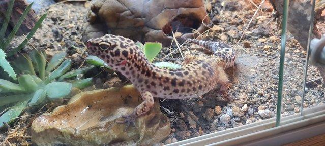 Preview of the first image of Female Leopard Gecko with Complete Setup.