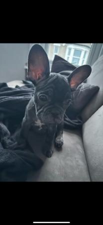 Image 2 of 3 month old female frenchie