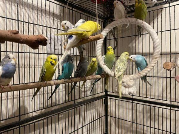 Image 4 of Young budgies for sale mixed colours
