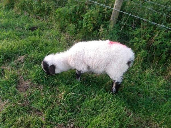 Image 4 of Valais Blacknose Cross Lambs, born 2023. Excellent pets or .