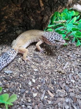 Image 3 of Wonderful Leopard Gecko for sale