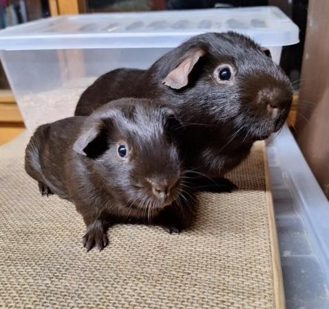 Image 3 of Self Chocolate & DEW Guinea pigs boars