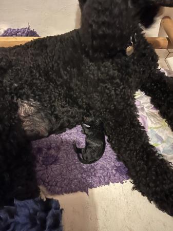 Image 4 of gorgeous standard poodle pups for sale