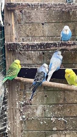 Image 7 of Cute cuddly Tame budgies Peterborough