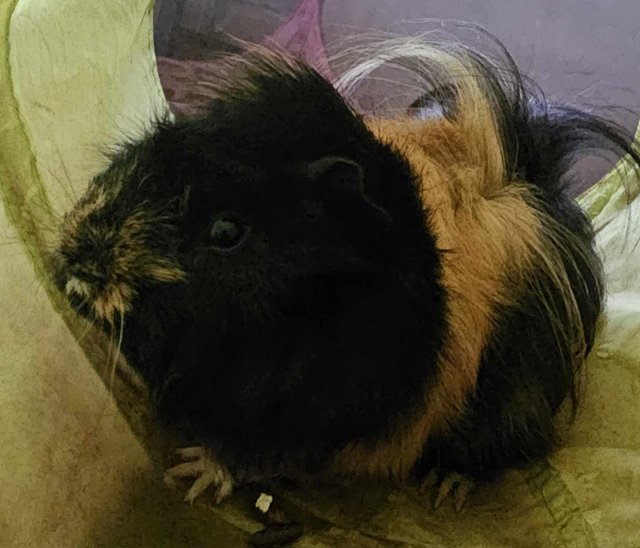 Preview of the first image of 5 month old boy guinea pig.
