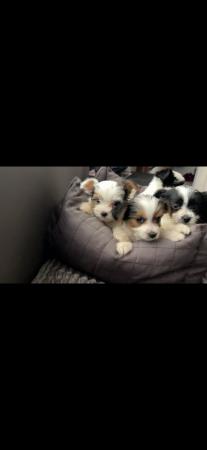 Image 19 of Very meautiful mini Biewer puppies for sale