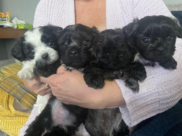 Image 1 of Shih Tzu cross Bichon puppies for sale
