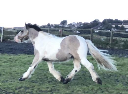 Preview of the first image of Outstanding Traditional Dun & White Cob Gelding 2 yr old.