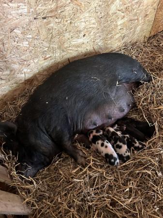Image 3 of Kune Kune Sow and piglets for sale