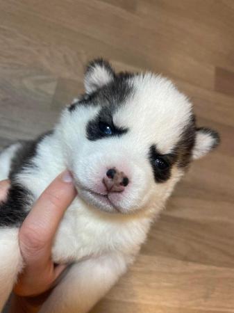 Image 10 of STUNNING RARE POMSKY PUPS-NOW OPEN TO REASONABLE OFFERS!