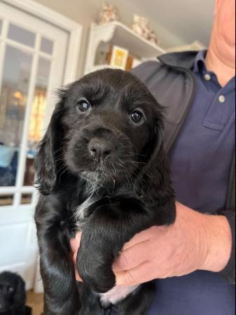 Image 3 of Working Cocker Spaniel puppies for sale - KC Pedigree