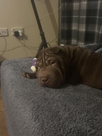 Image 6 of Female Sharpei puppy for sale