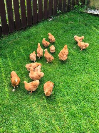 Image 30 of *POULTRY FOR SALE,EGGS,CHICKS,GROWERS,POL PULLETS*