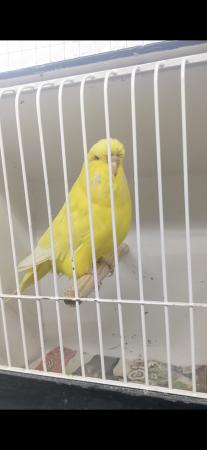 Image 9 of Adult male exhibition budgies for sale