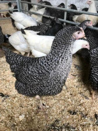 Image 2 of CUCKOO MARAN POINT OF LAY PULLETS/CHICKENS/HENS FOR SALE