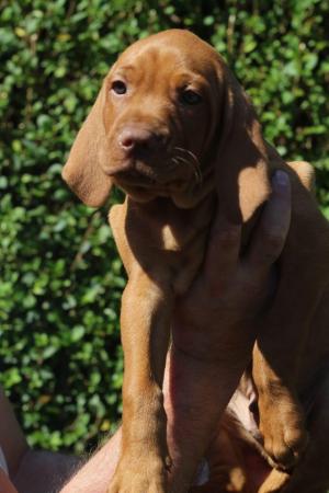 Image 5 of *READY TO LEAVE* KC Registered Hungarian Vizsla Puppies