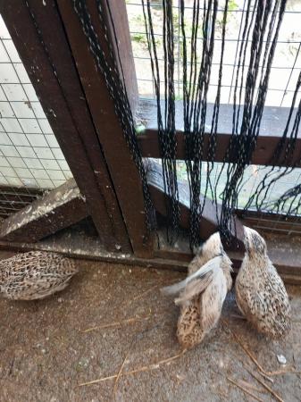 Image 2 of Coturnix quails free to good home