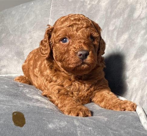 Image 16 of Gorgeous,Deep Red,Health tested Cavapoo pups