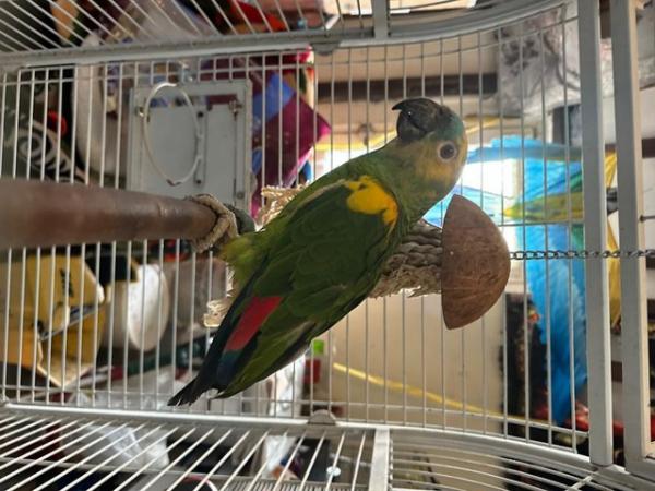 Image 2 of Blue Fronted Amazon 8year Old Male, stunning colours £600