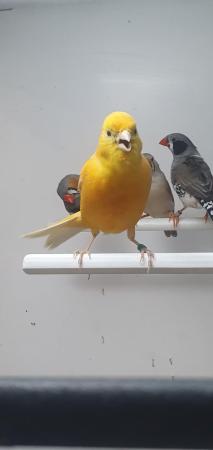 Image 3 of Canaries For Sale at Emerson's Pet Centre
