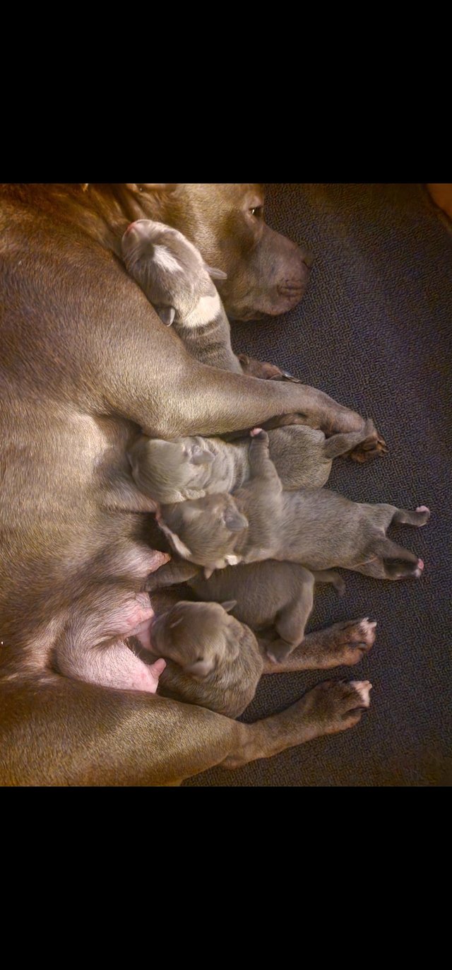 Preview of the first image of Staffordshire bull terrier puppies.